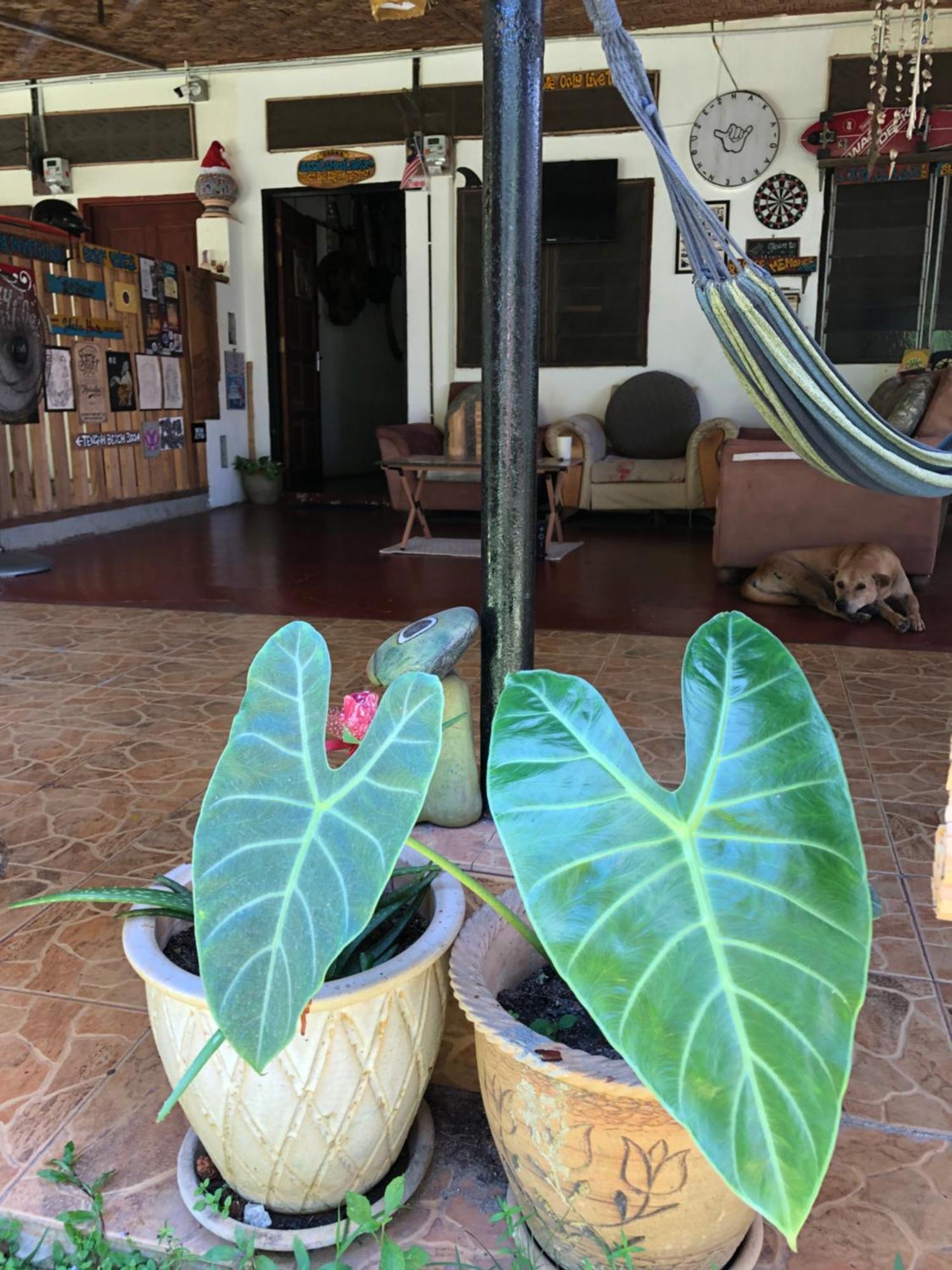 珍南海滩Shaka Garden House Langkawi公寓 外观 照片